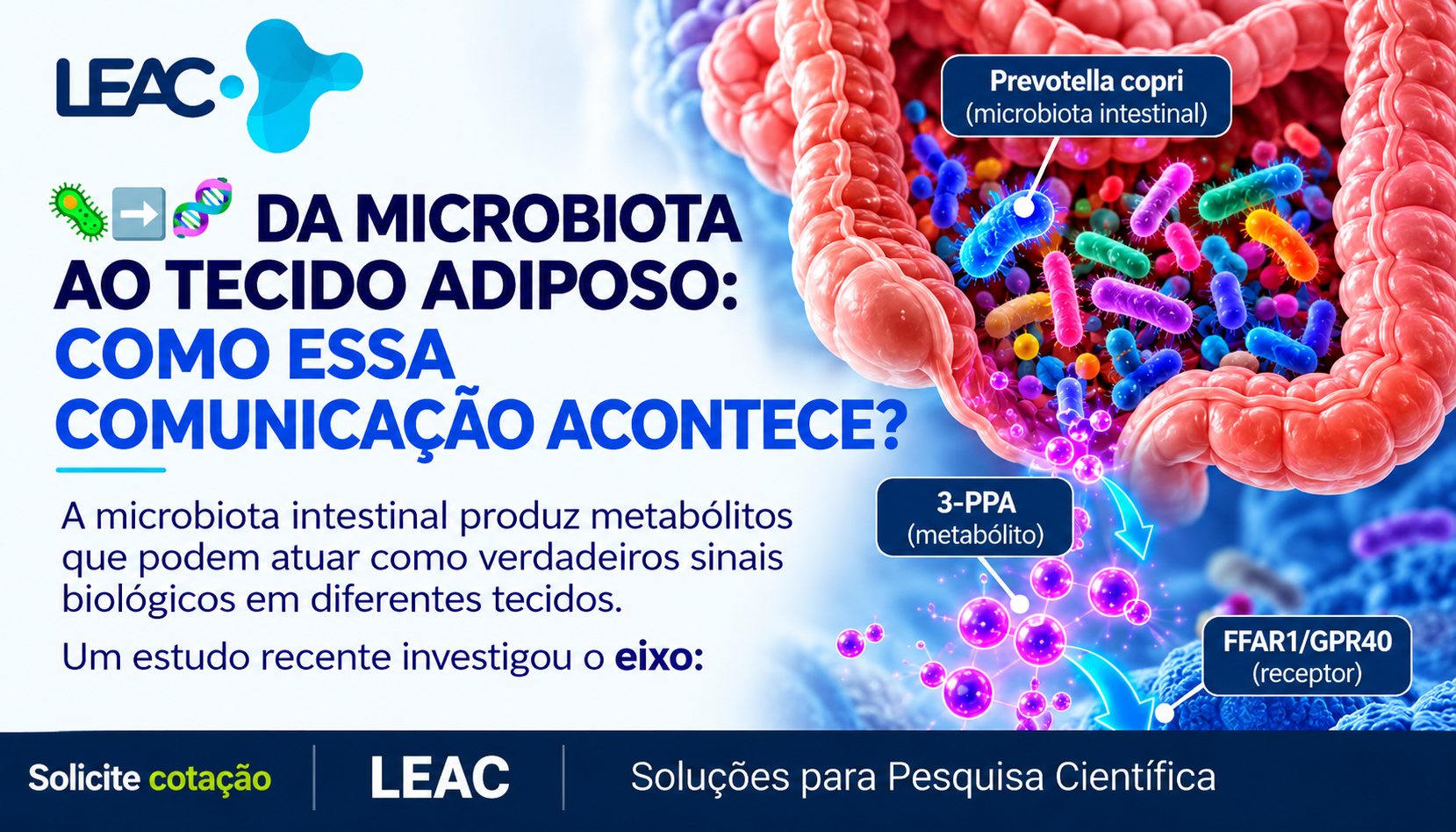 Da microbiota ao tecido adiposo: o eixo 3-PPA–FFAR1–imunidade