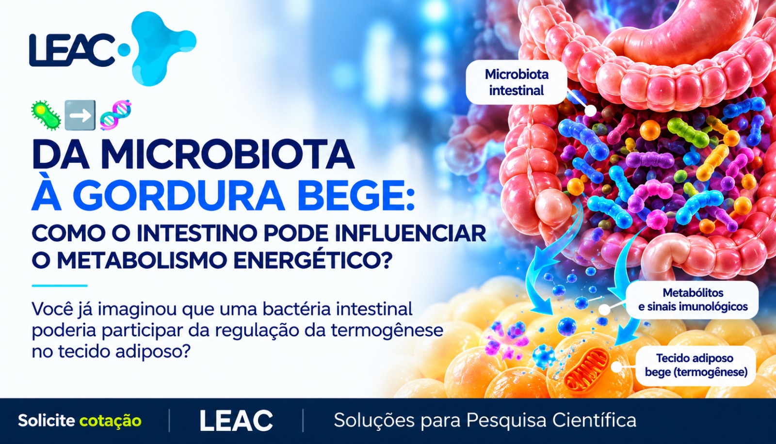 Da microbiota intestinal ao tecido adiposo: como o 3-PPA pode estimular a formação de gordura bege?