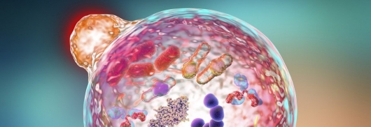 DOSAGEM DE CITOCINAS SALIVARES