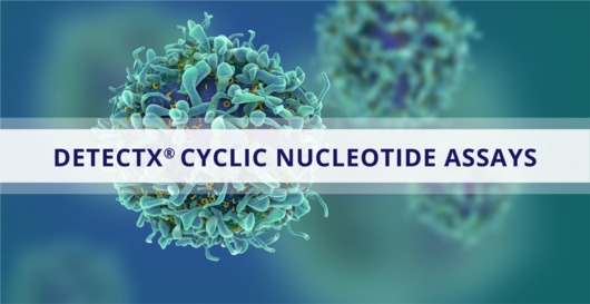 Estresse Crônico e TEPT (Transtorno de Estresse Pós-Traumático)