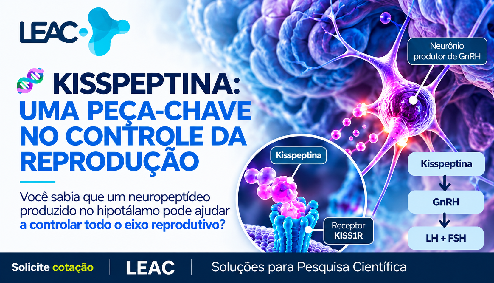 Kisspeptina: como esse neuropeptídeo participa do controle da reprodução?