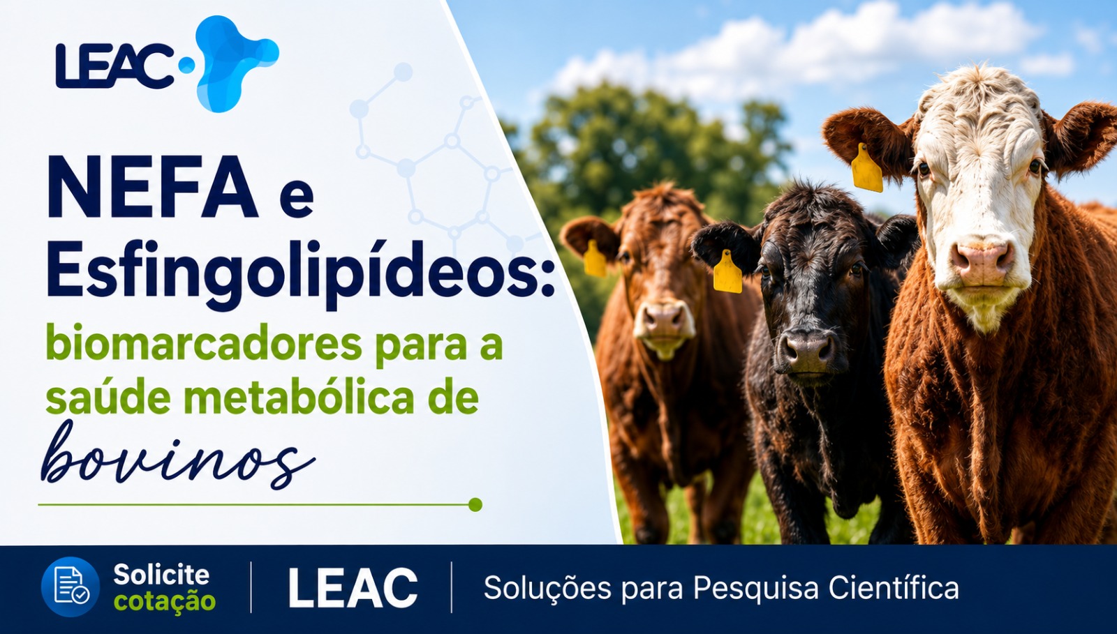 NEFA e esfingolipídeos: biomarcadores importantes para pesquisas sobre saúde metabólica em bovinos