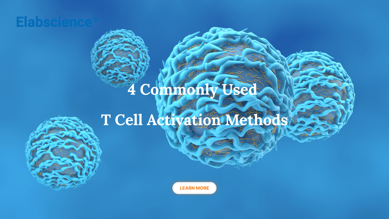Você já conhece os diferentes métodos de ativação de células T?
