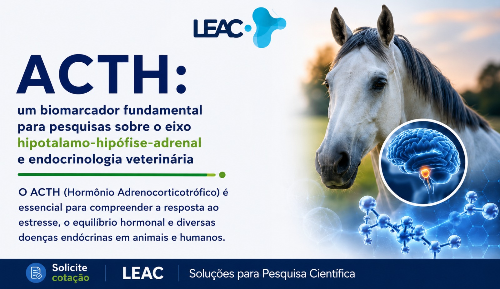 Fique por dentro das novidades com a Leac Lab | ACTH: um biomarcador fundamental para pesquisas sobre o eixo hipotálamo-hipófise-adrenal e endocrinologia veterinária 