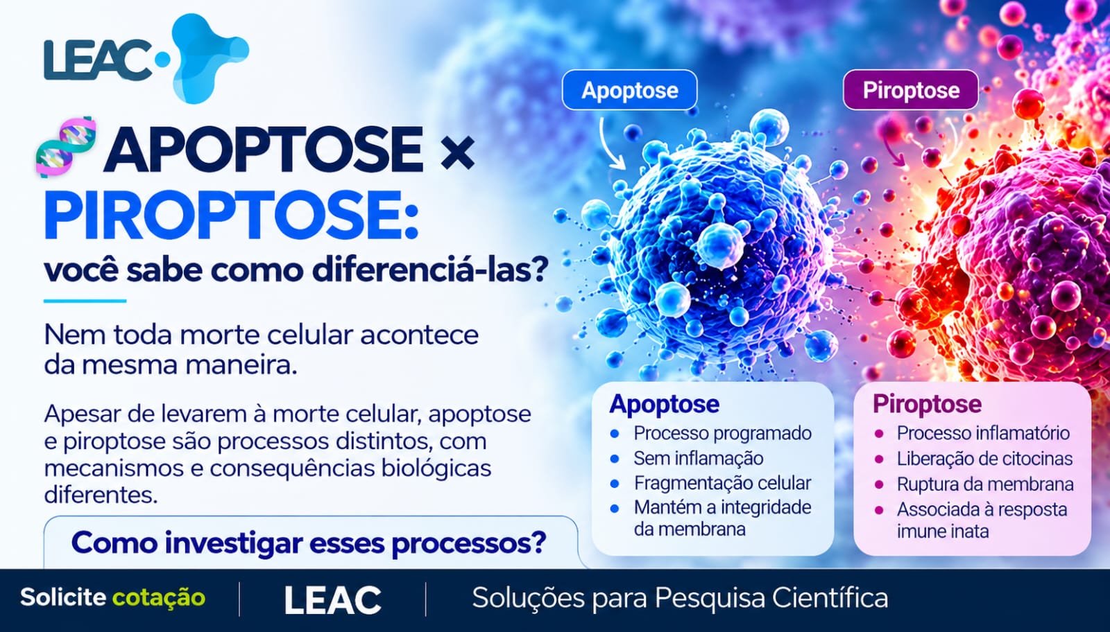 Fique por dentro das novidades com a Leac Lab | Apoptose e piroptose: como investigar diferentes mecanismos de morte celular? 