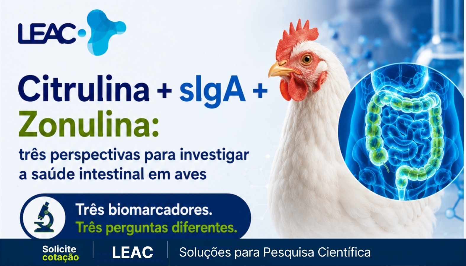 Fique por dentro das novidades com a Leac Lab | Citrulina, sIgA e Zonulina: três perspectivas para investigar a saúde intestinal em aves 