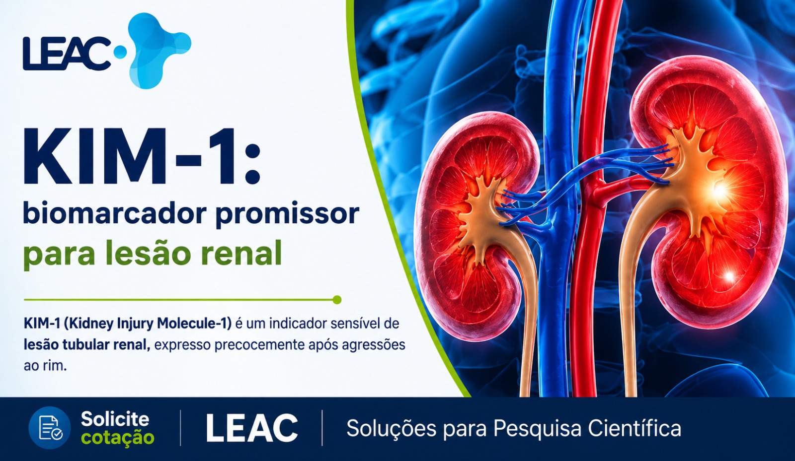 Fique por dentro das novidades com a Leac Lab | KIM-1: um biomarcador estratégico para pesquisas sobre lesão renal 