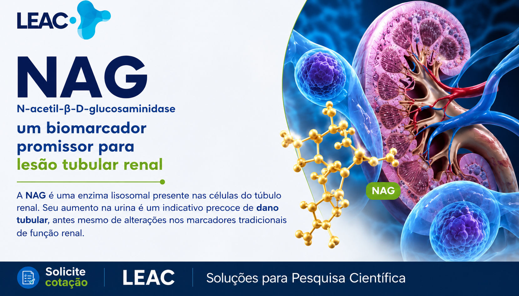 Fique por dentro das novidades com a Leac Lab | NAG: um biomarcador importante para pesquisas sobre lesão tubular renal 