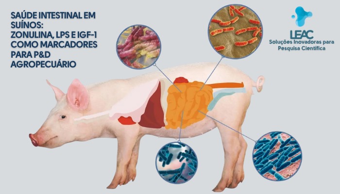 Fique por dentro das novidades com a Leac Lab | Saúde intestinal em suínos: Zonulina, LPS e IGF-1 como marcadores para P&D agropecuário 