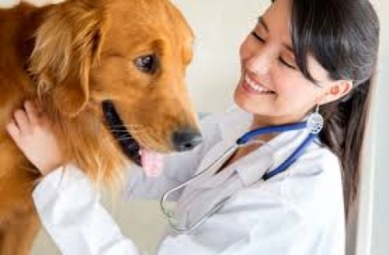 AMH canino - Ferramenta importante para determinar a presença de tecido gonadal funcional em cães.
